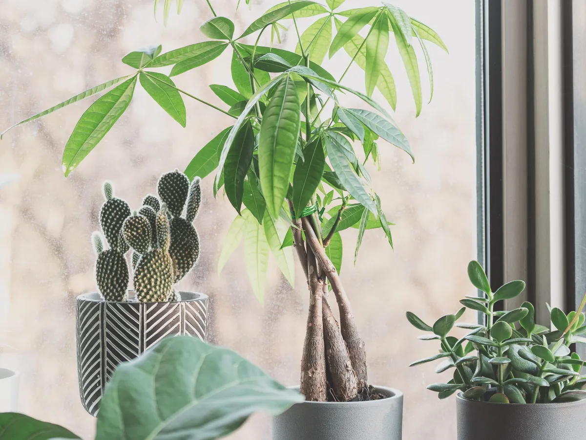 Kamerplanten in daglicht bij een raam